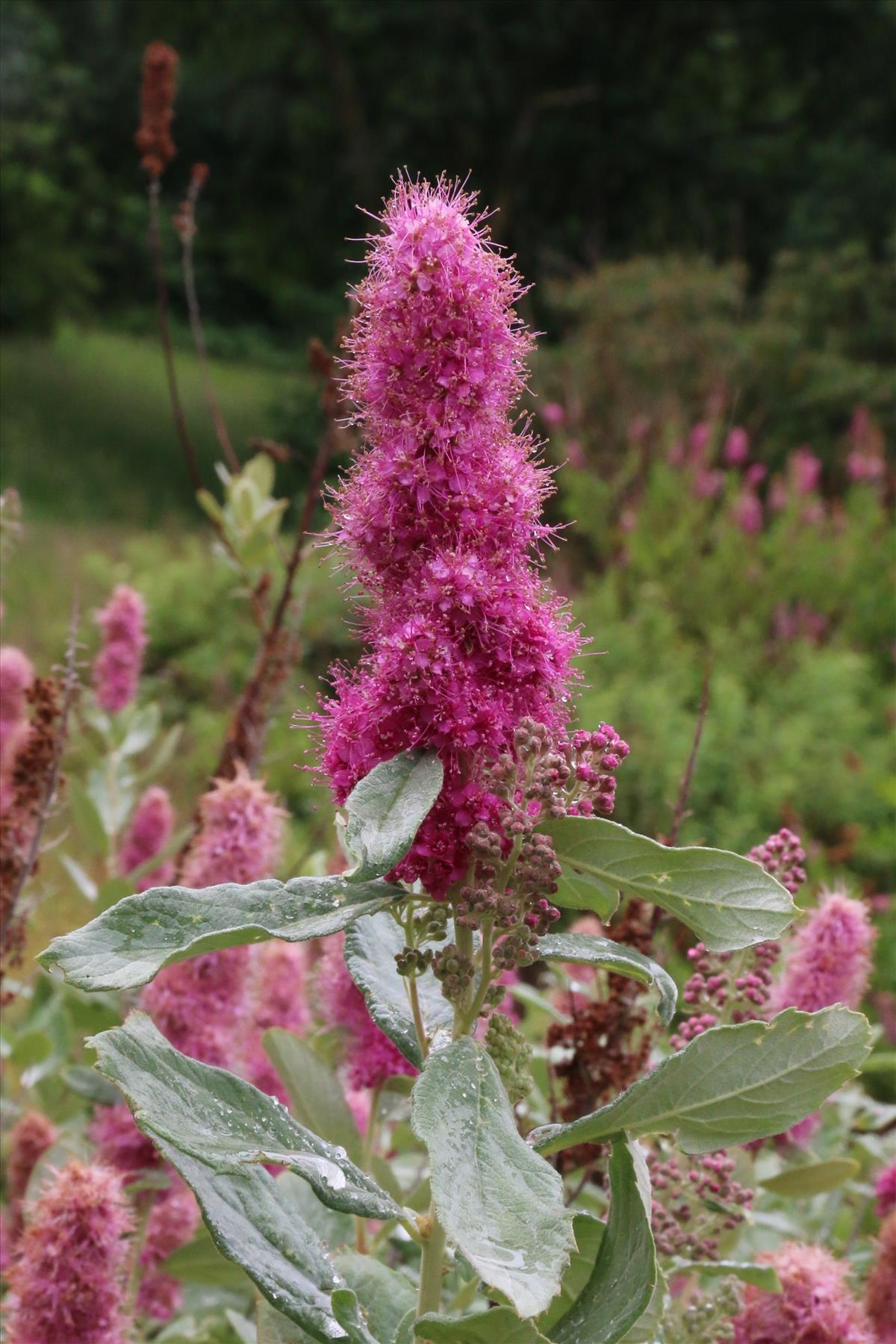 Spiraea douglasii (door Willem Braam)