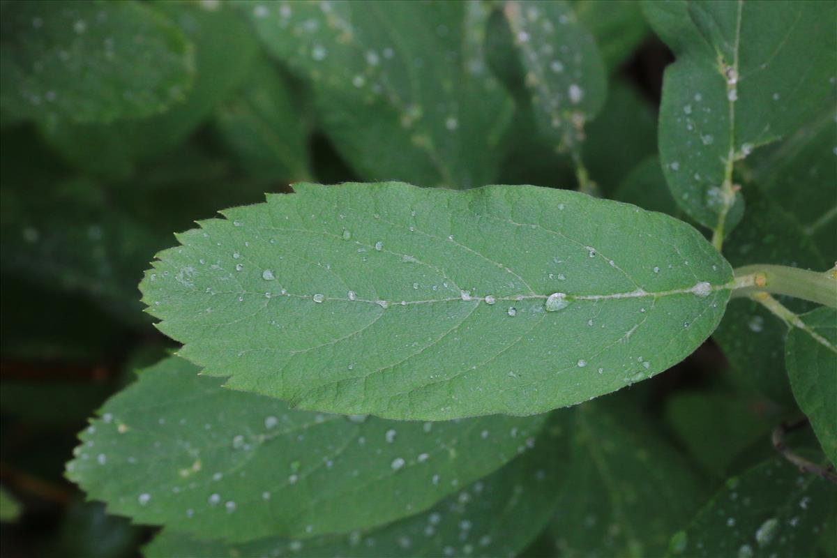 Spiraea douglasii (door Willem Braam)