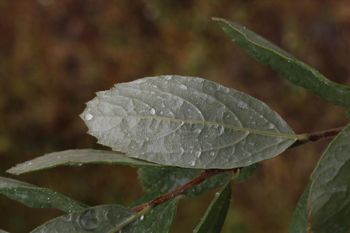 Spiraea douglasii (door Willem Braam)