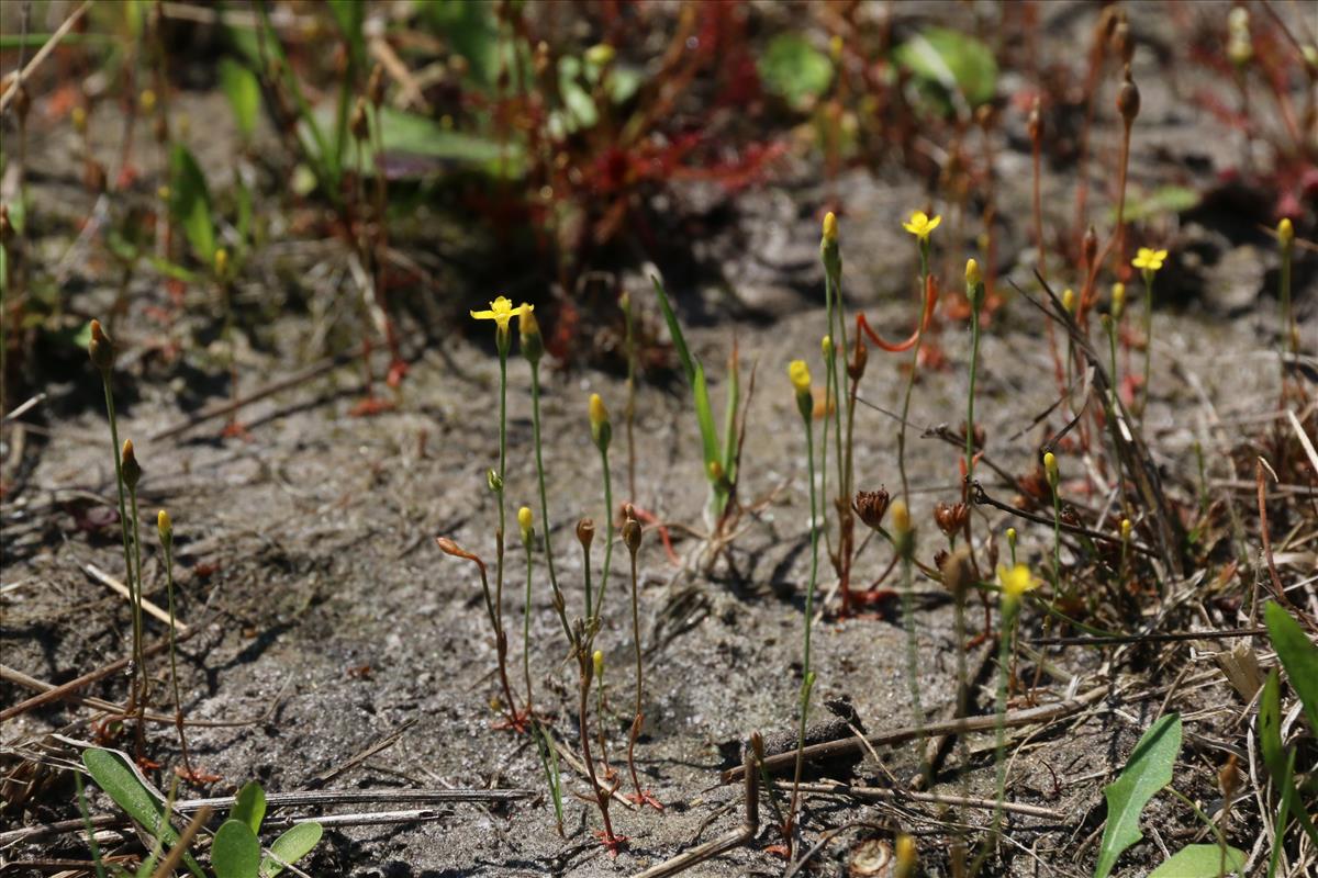 Cicendia filiformis (door Willem Braam)