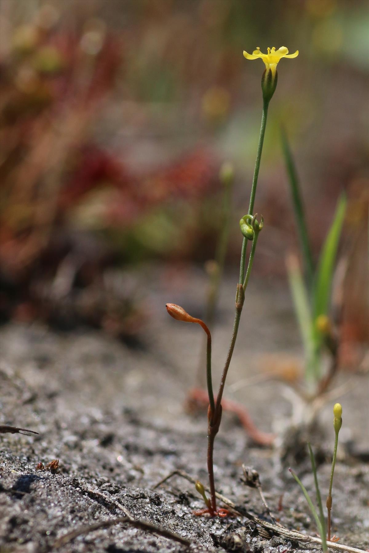 Cicendia filiformis (door Willem Braam)