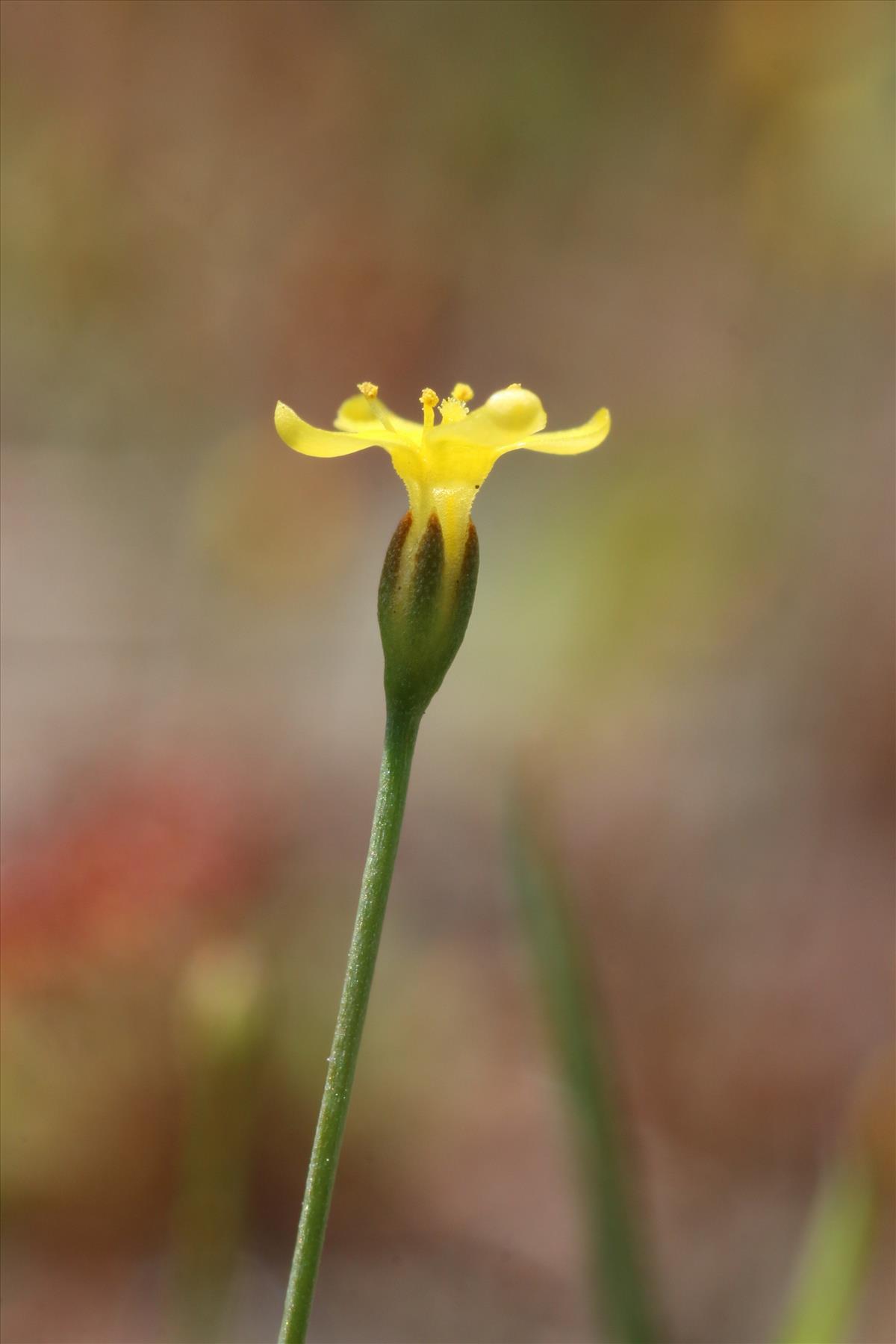 Cicendia filiformis (door Willem Braam)