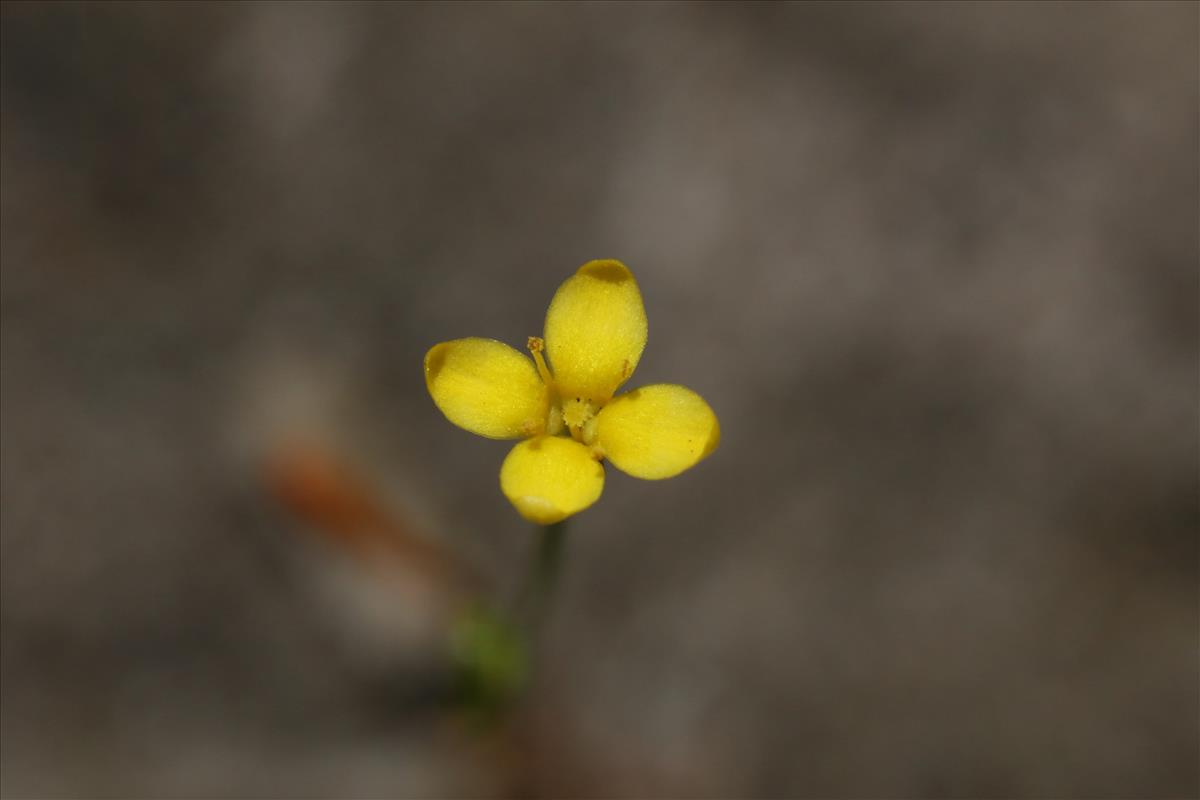 Cicendia filiformis (door Willem Braam)