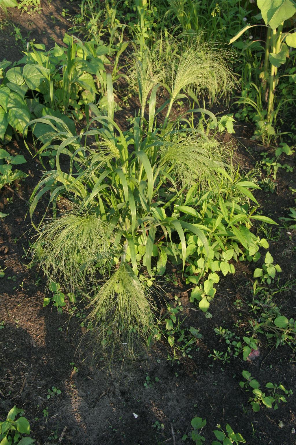 Panicum capillare (door Willem Braam)