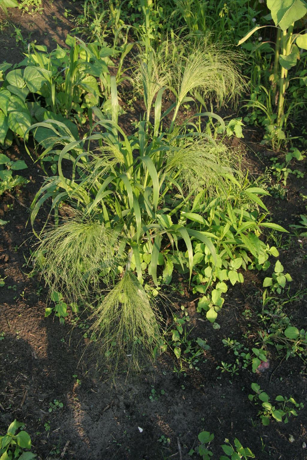 Panicum capillare (door Willem Braam)