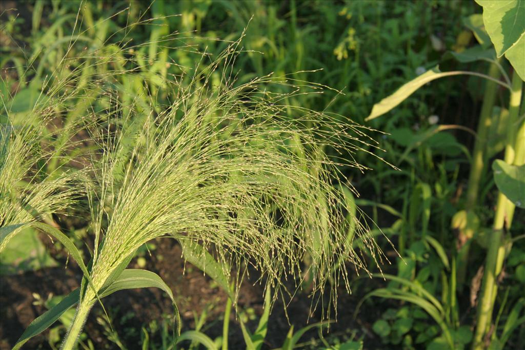 Panicum capillare (door Willem Braam)