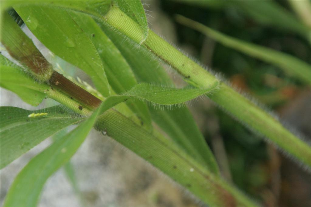 Panicum capillare (door Willem Braam)