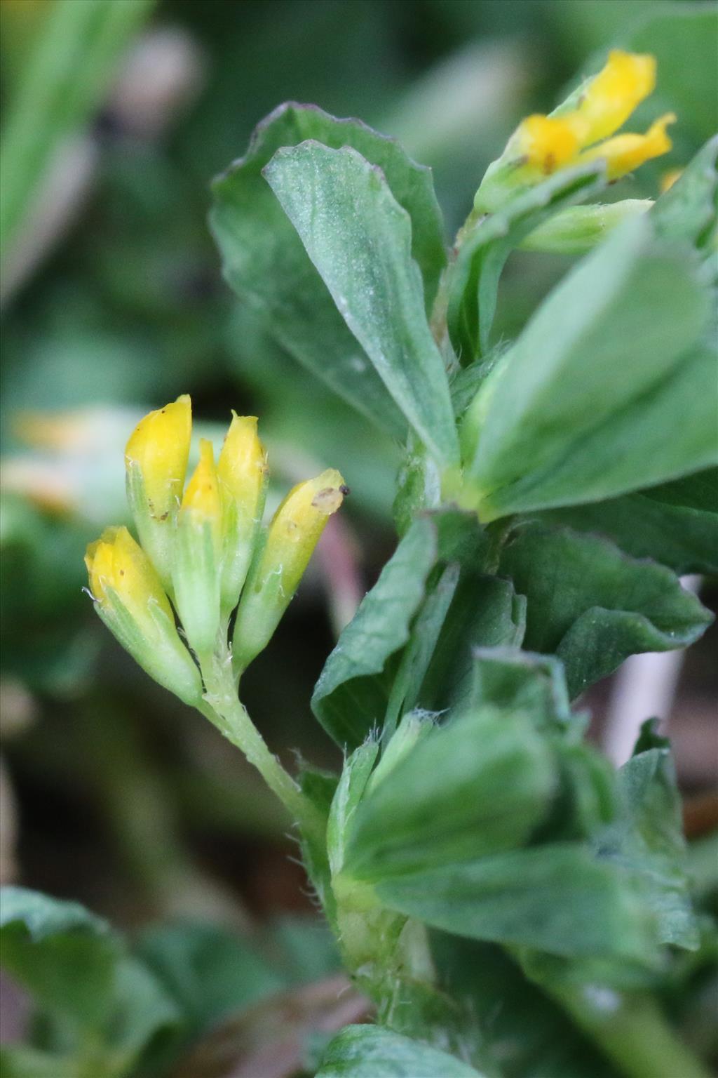 Trifolium micranthum (door Willem Braam)