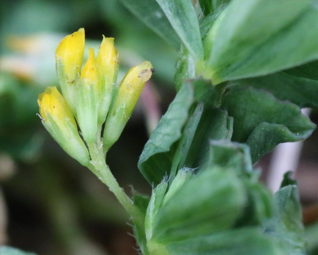 Trifolium micranthum (door Willem Braam)