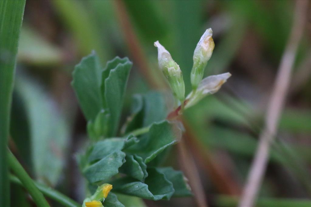 Trifolium micranthum (door Willem Braam)