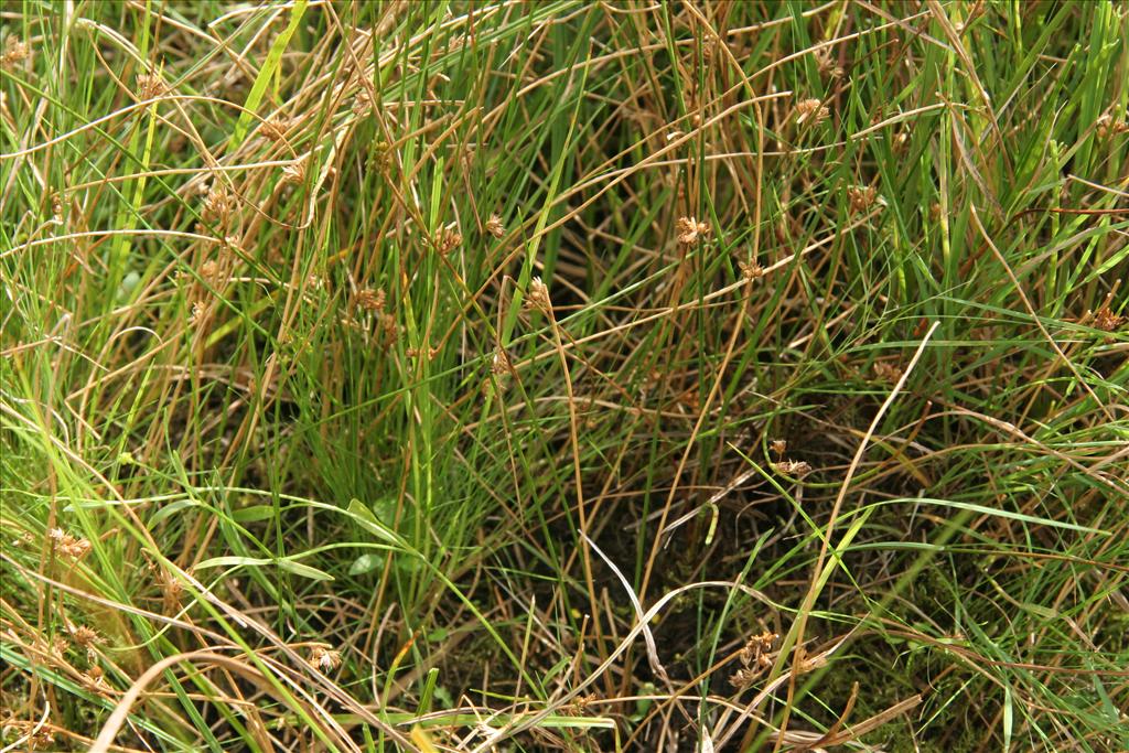 Juncus filiformis (door Willem Braam)