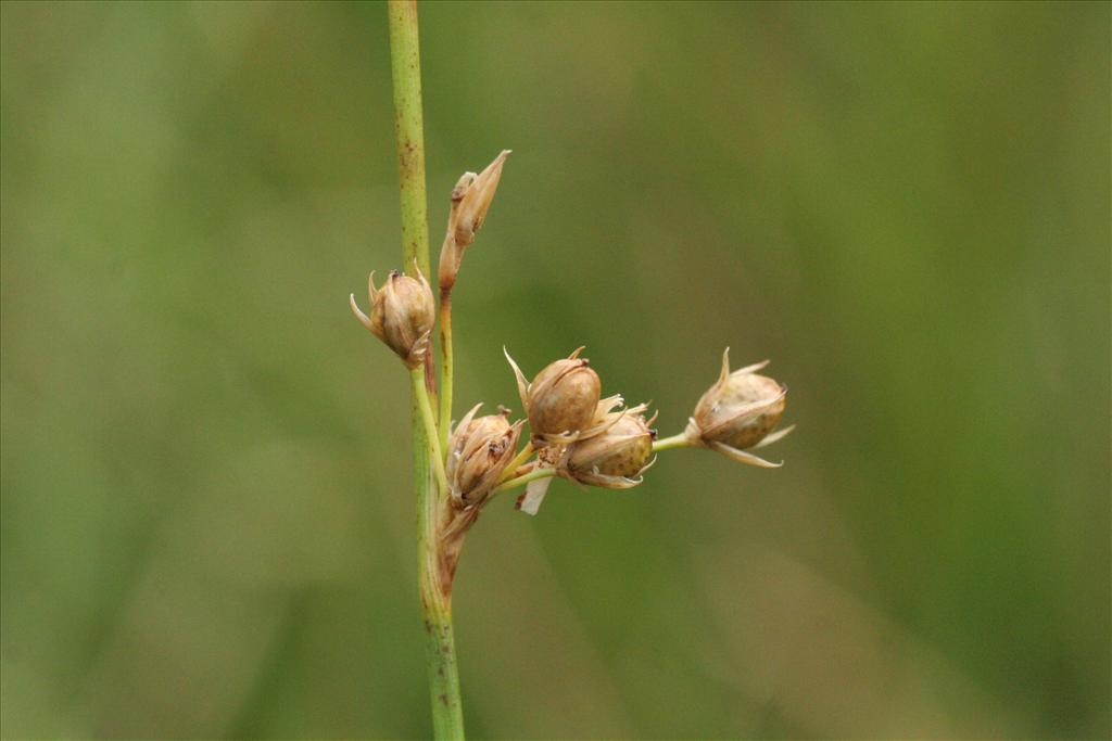 Juncus filiformis (door Willem Braam)