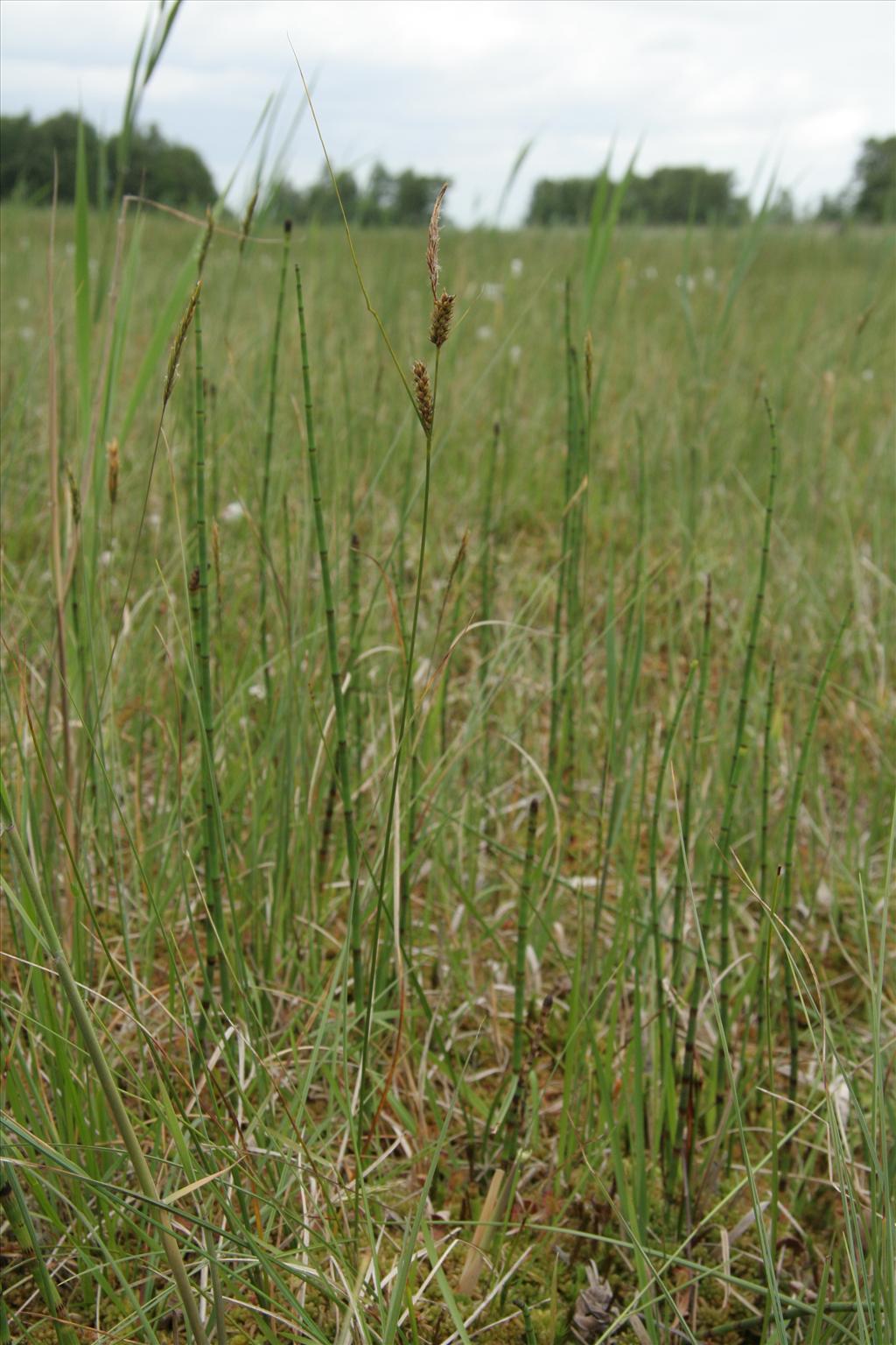 Carex lasiocarpa (door Willem Braam)