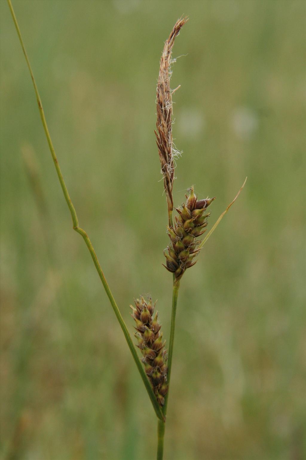 Carex lasiocarpa (door Willem Braam)