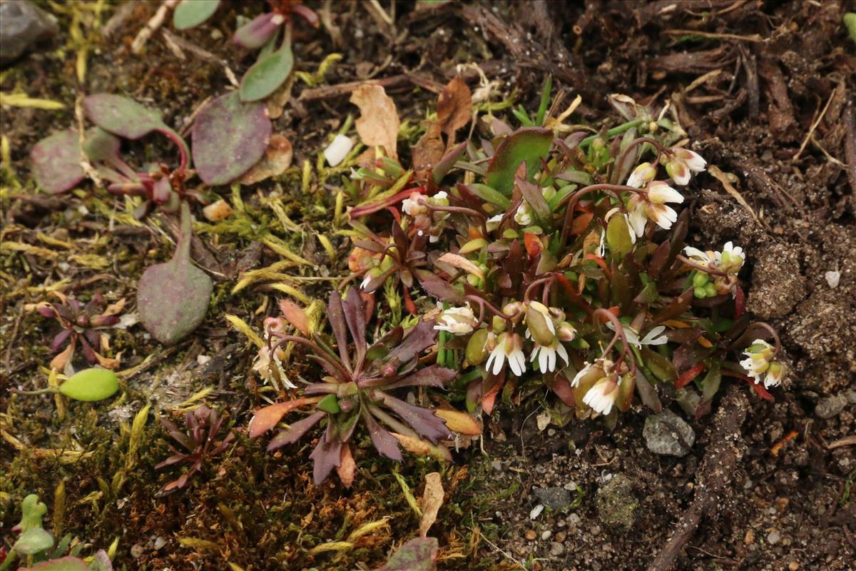 Draba praecox (door Willem Braam)