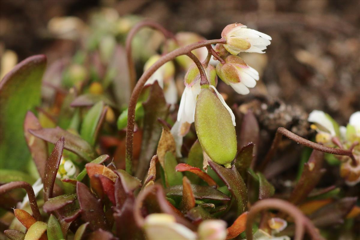 Draba praecox (door Willem Braam)