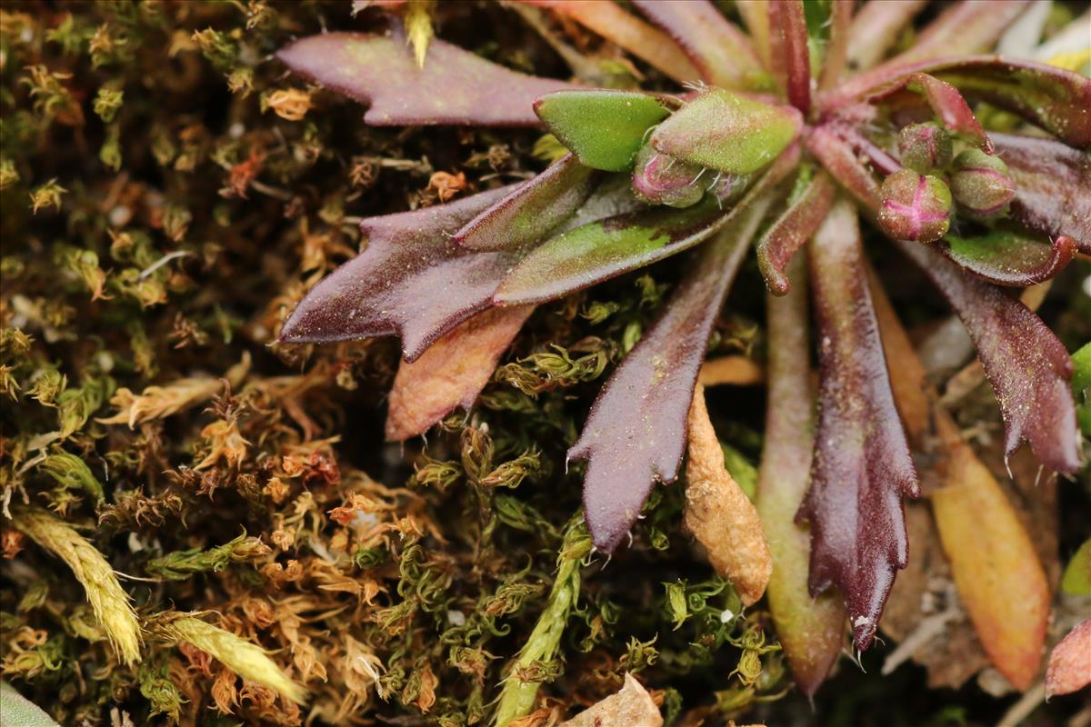 Draba praecox (door Willem Braam)