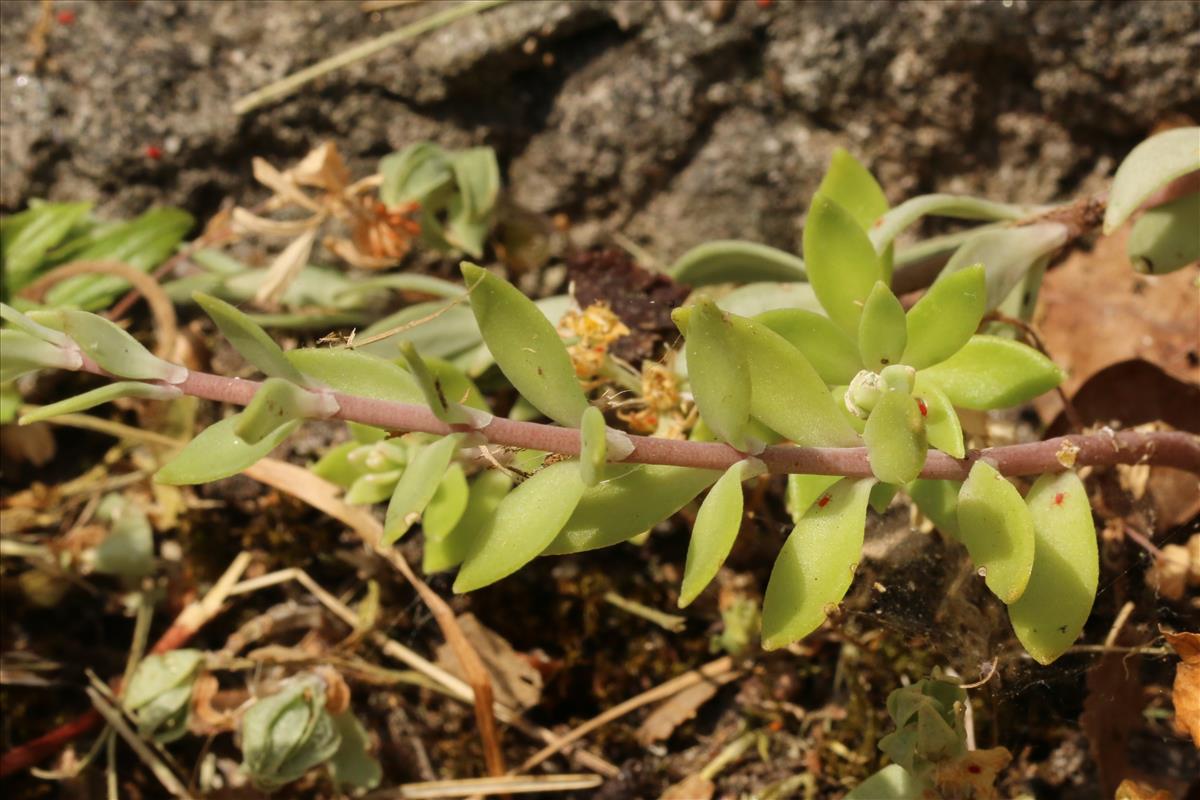 Sedum sarmentosum (door Willem Braam)