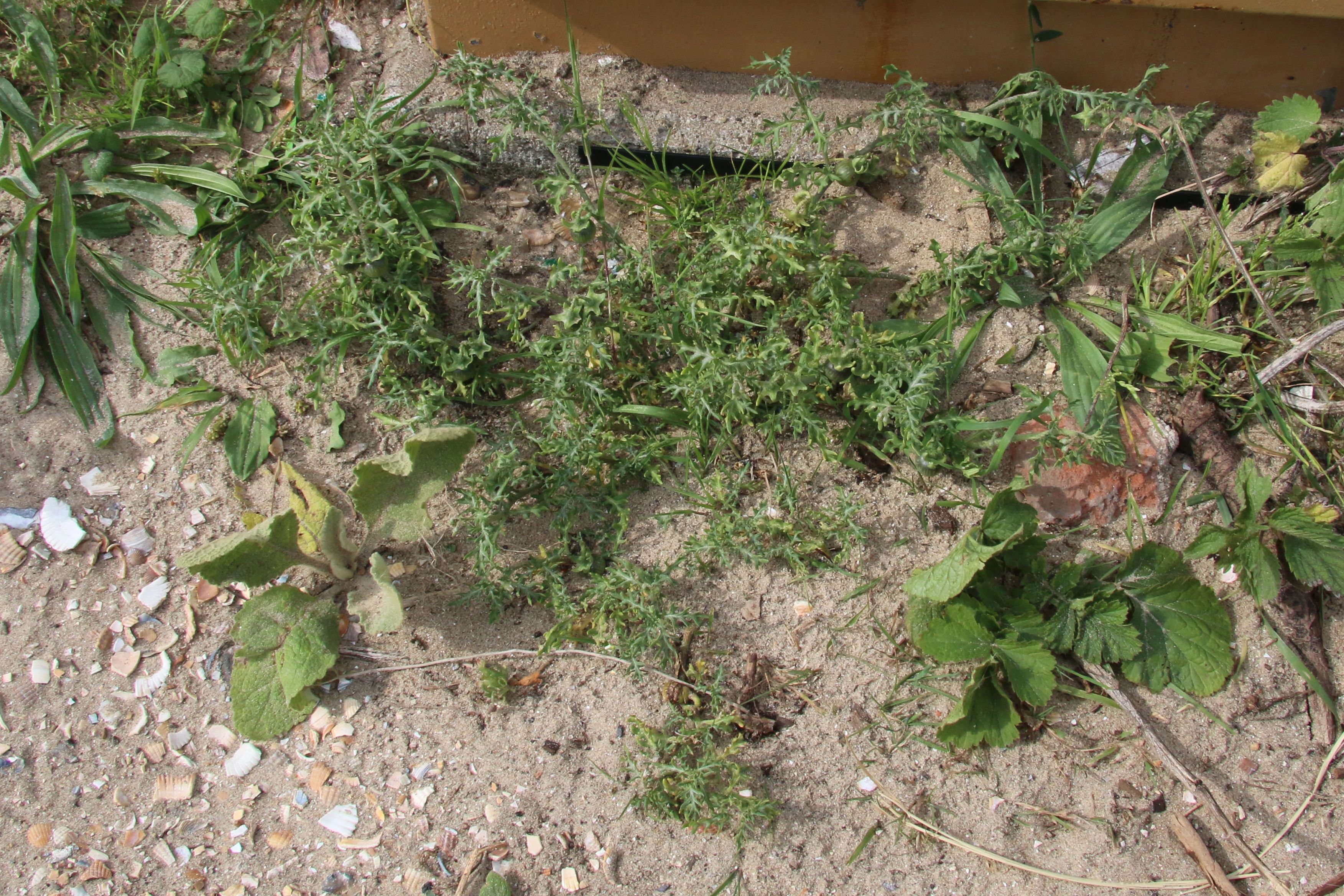 Solanum triflorum (door Willem Braam)