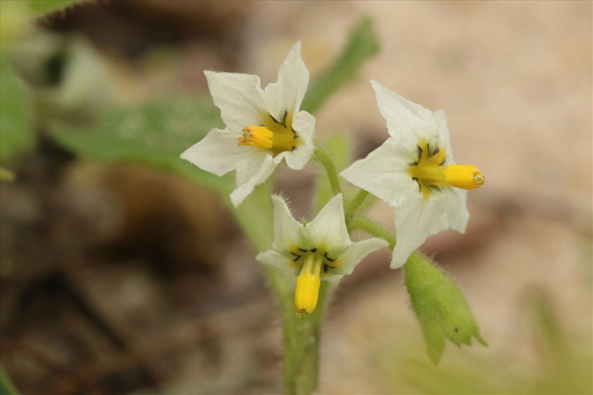 Solanum triflorum (door Willem Braam)