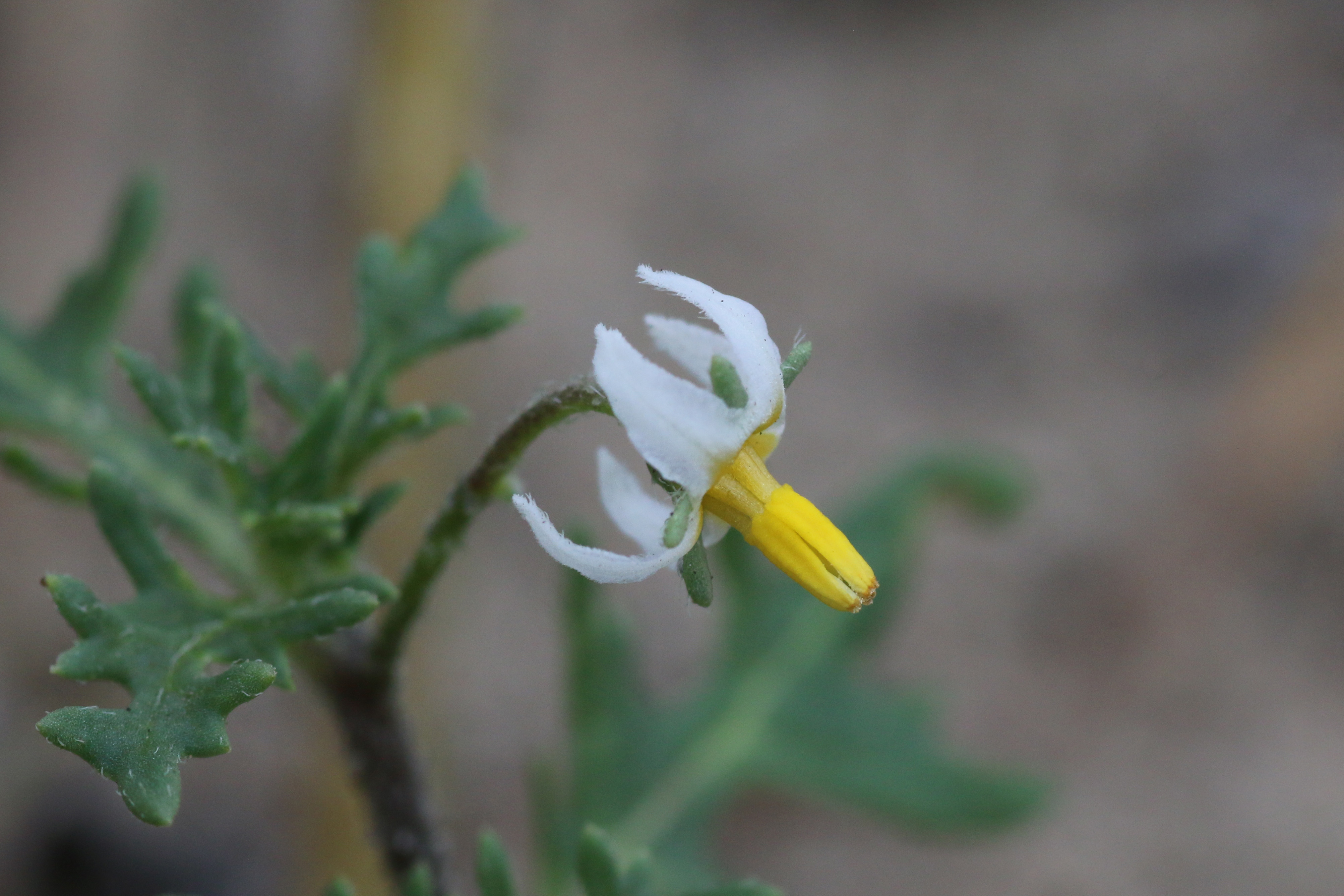 Solanum triflorum (door Willem Braam)