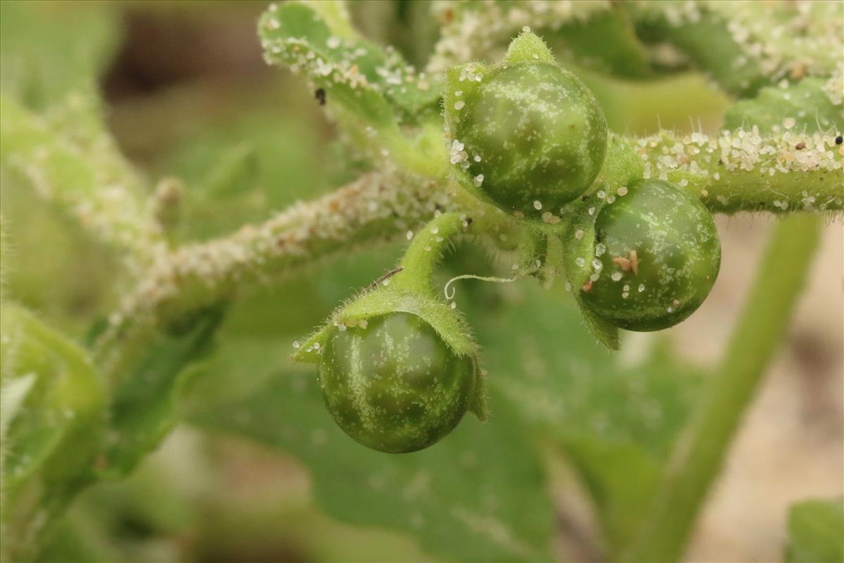 Solanum triflorum (door Willem Braam)