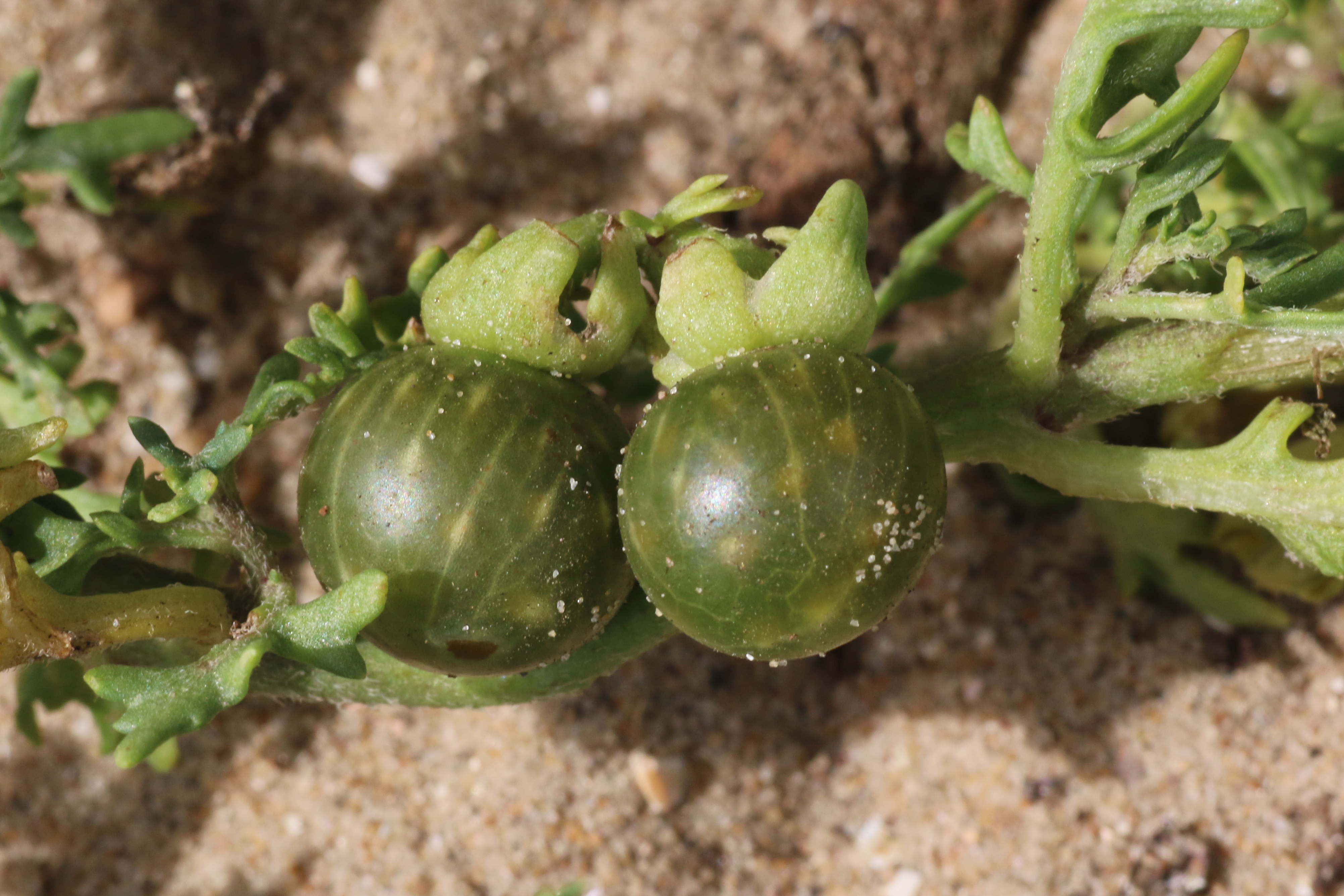 Solanum triflorum (door Willem Braam)