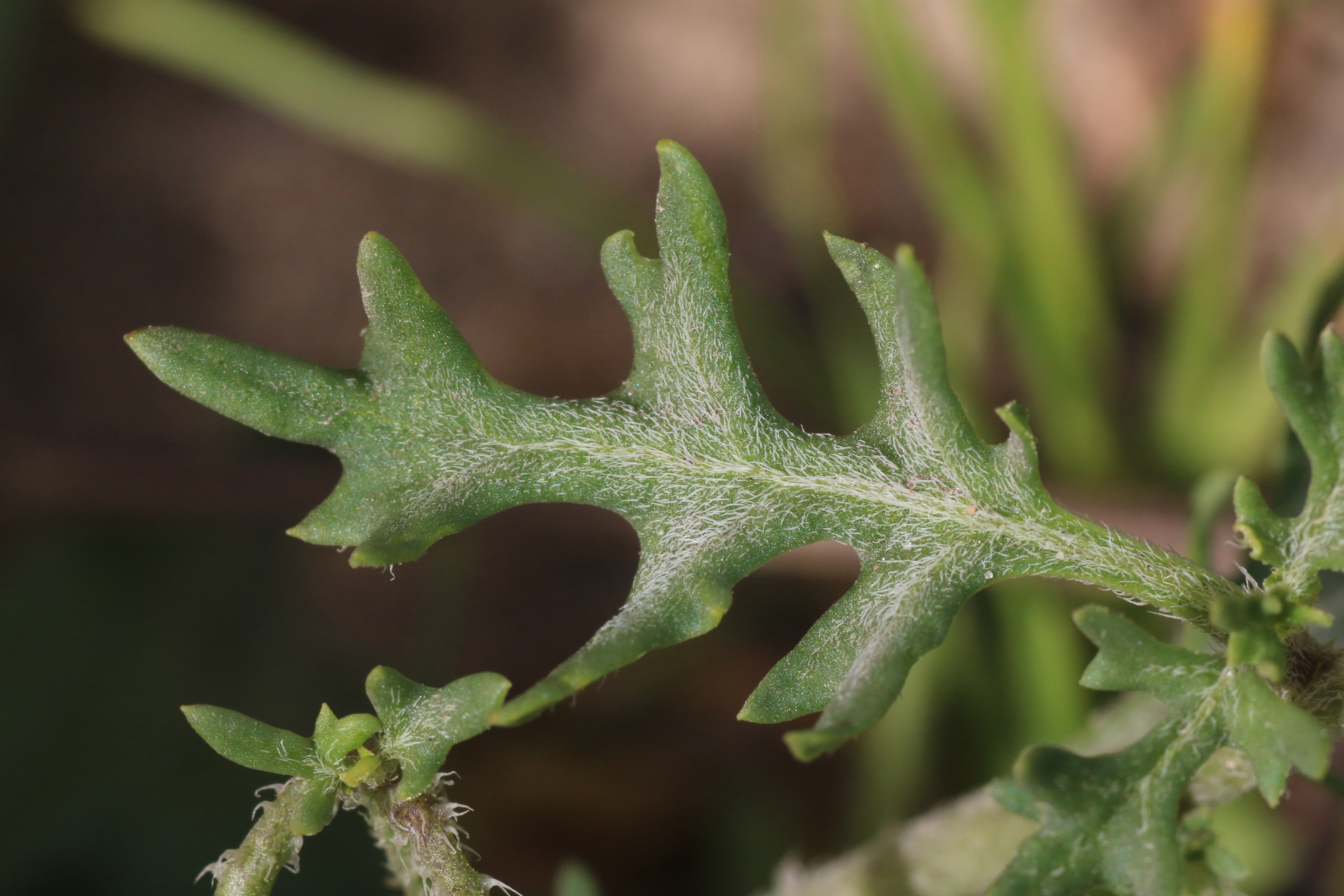 Solanum triflorum (door Willem Braam)