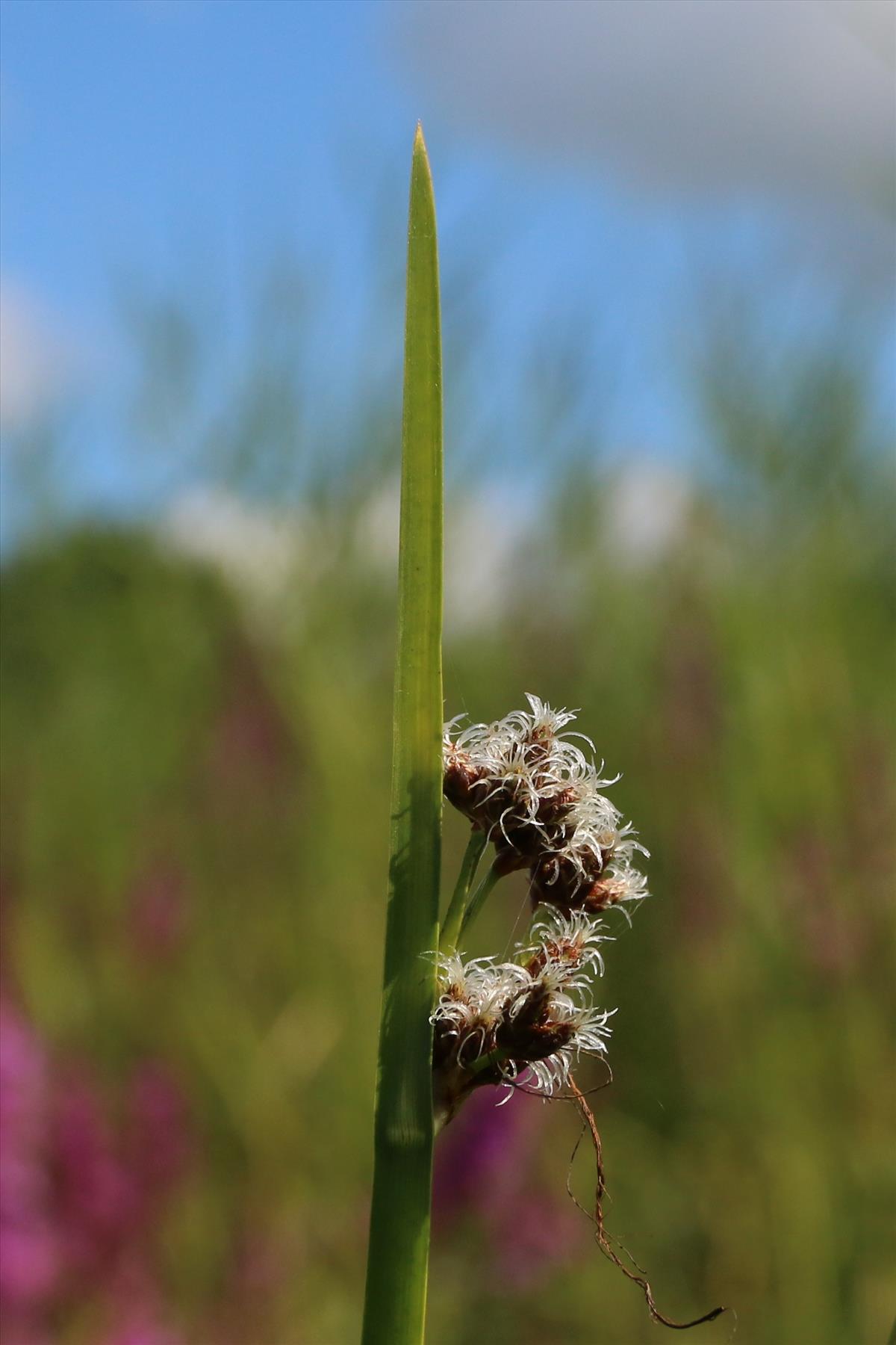 Schoenoplectus triqueter (door Willem Braam)