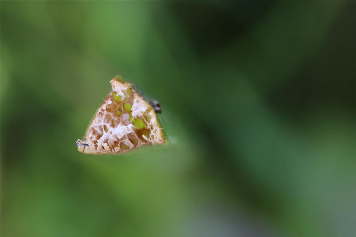 Schoenoplectus triqueter (door Willem Braam)