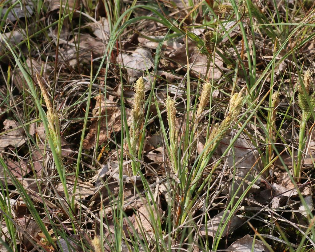 Carex trinervis (door Willem Braam)