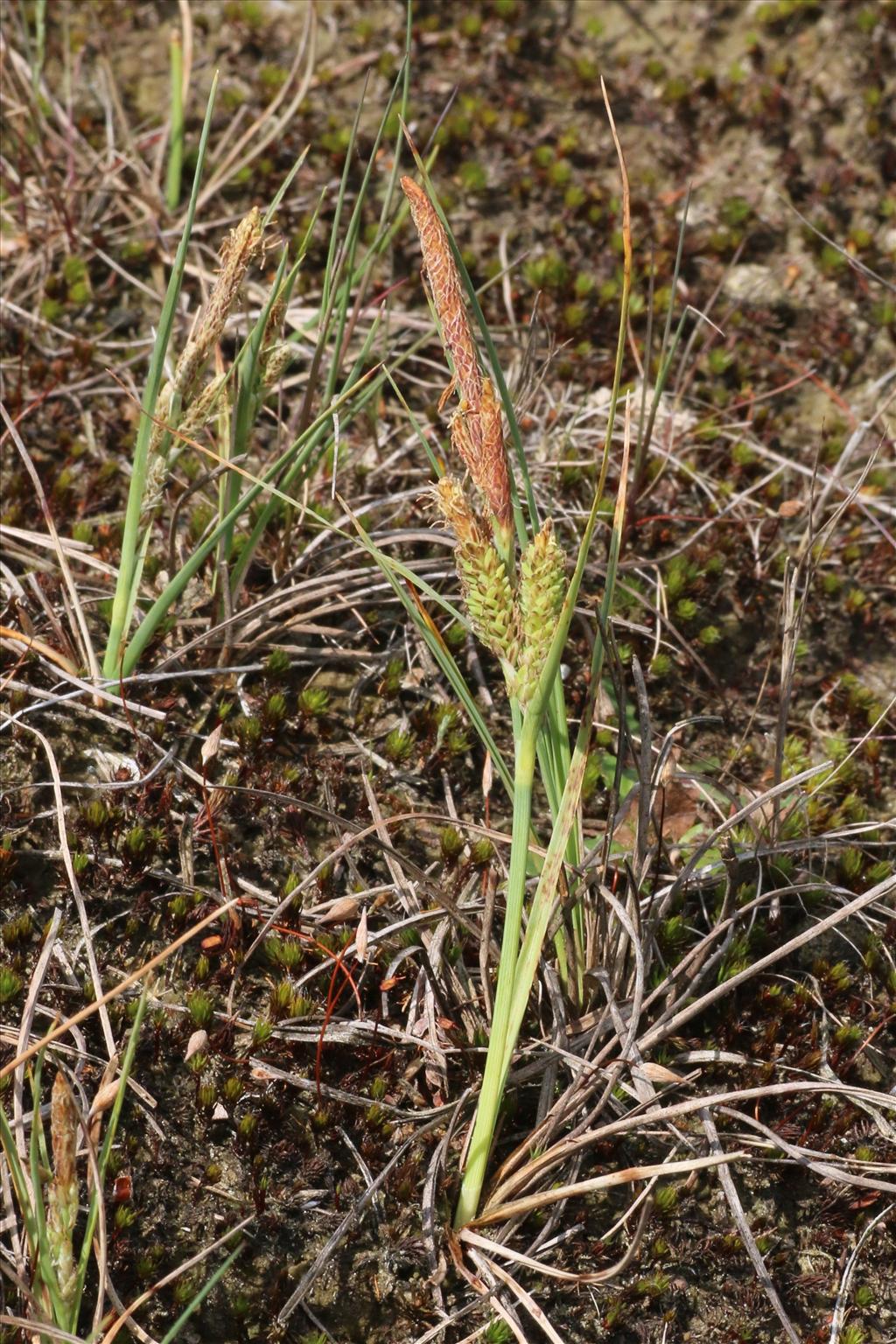 Carex trinervis (door Willem Braam)