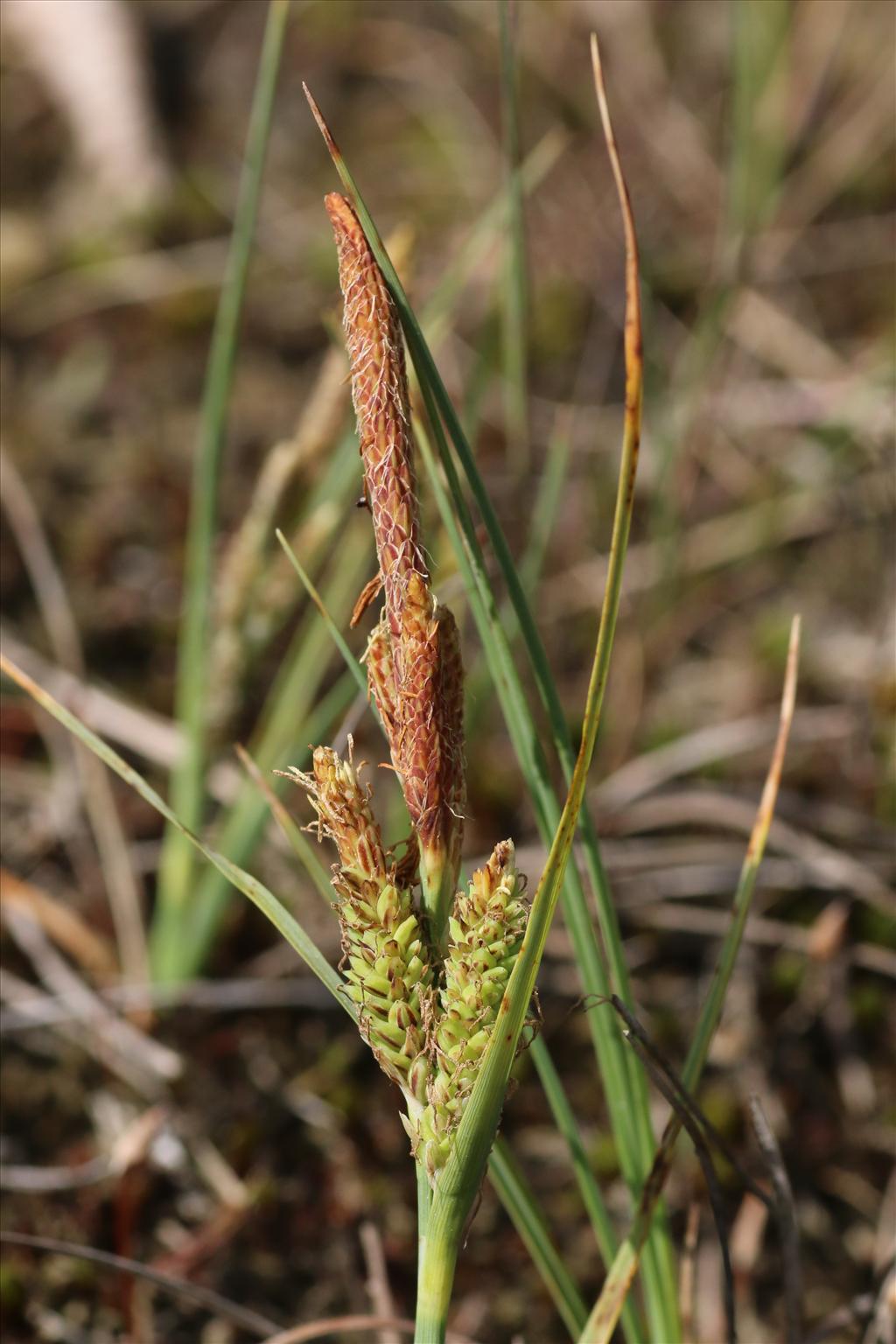 Carex trinervis (door Willem Braam)