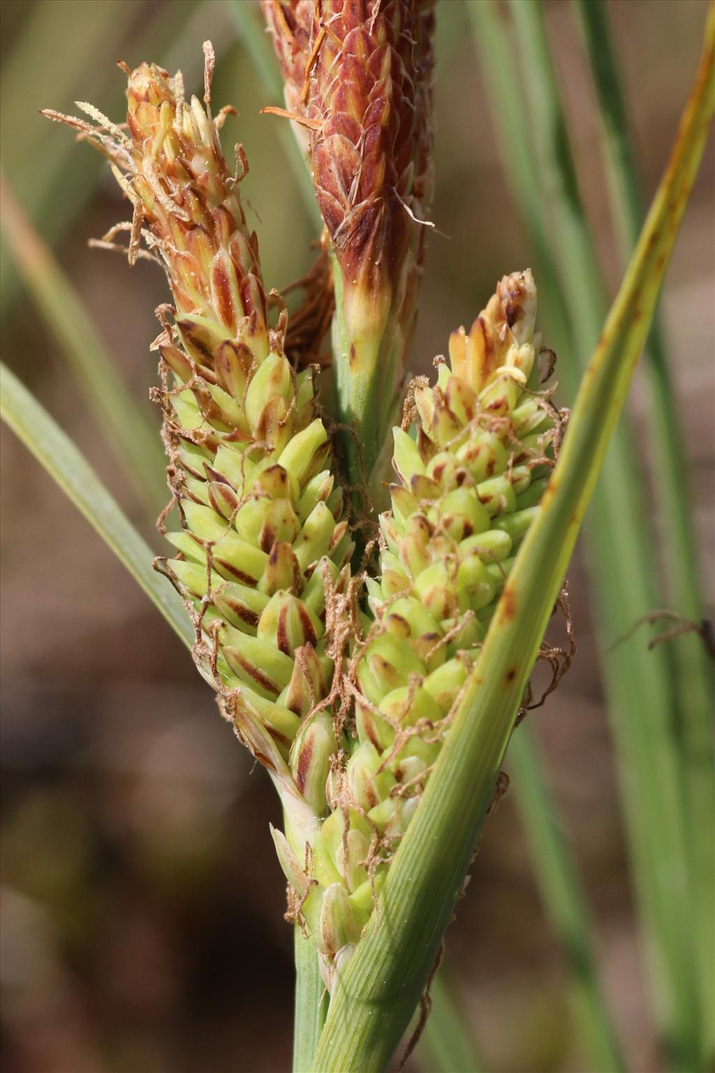 Carex trinervis (door Willem Braam)