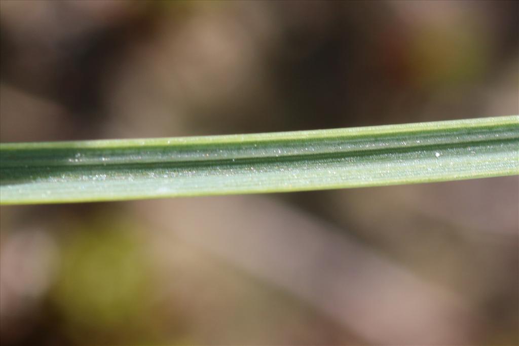 Carex trinervis (door Willem Braam)