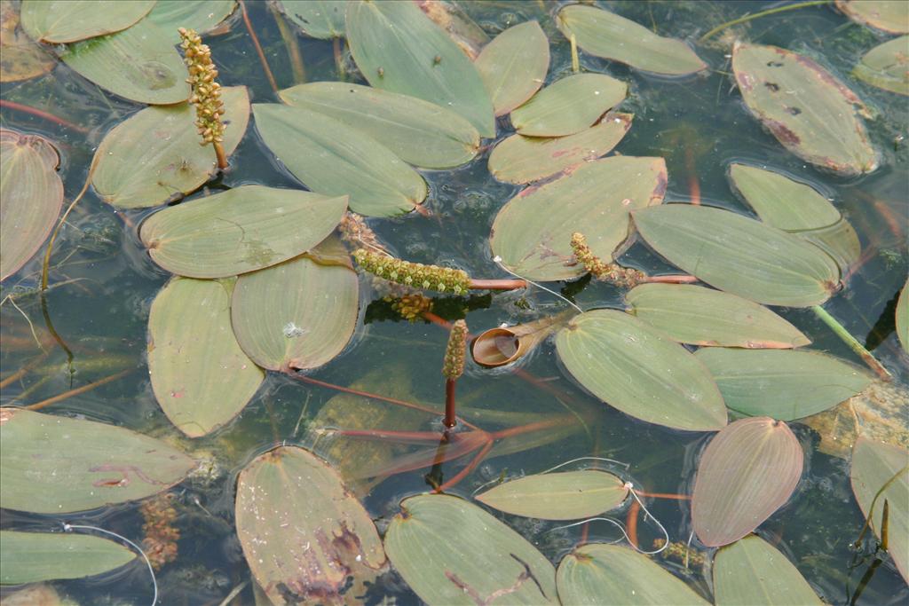 Potamogeton natans (door Willem Braam)