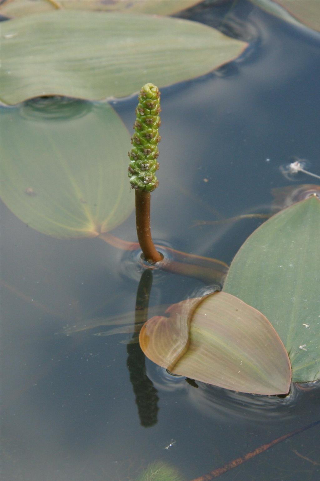 Potamogeton natans (door Willem Braam)