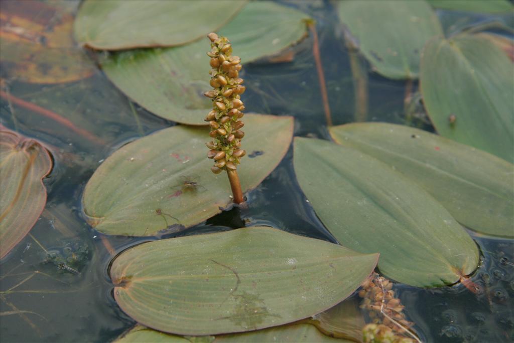 Potamogeton natans (door Willem Braam)