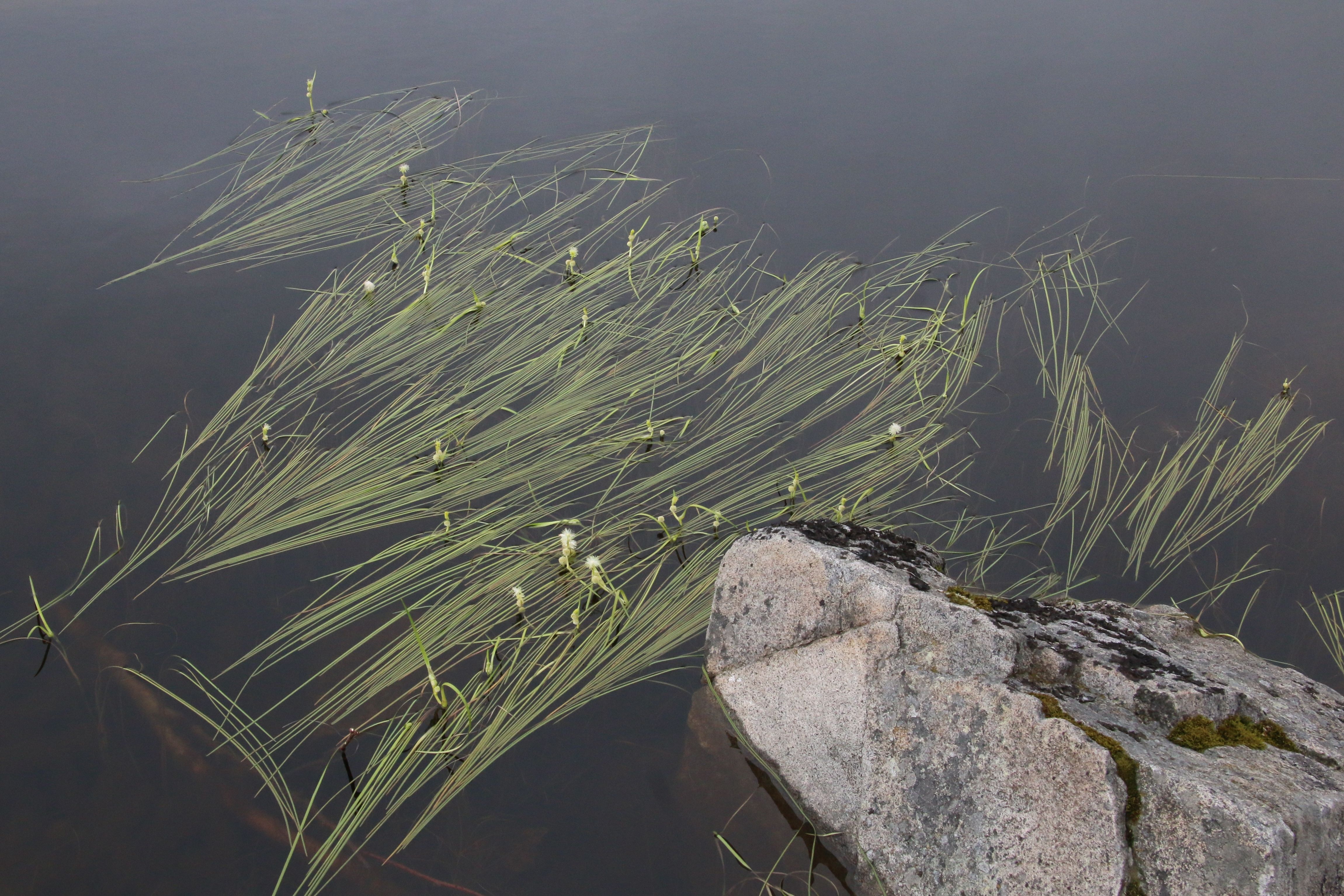 Sparganium angustifolium (door Willem Braam)