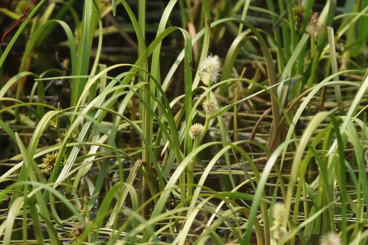Sparganium angustifolium (door Willem Braam)