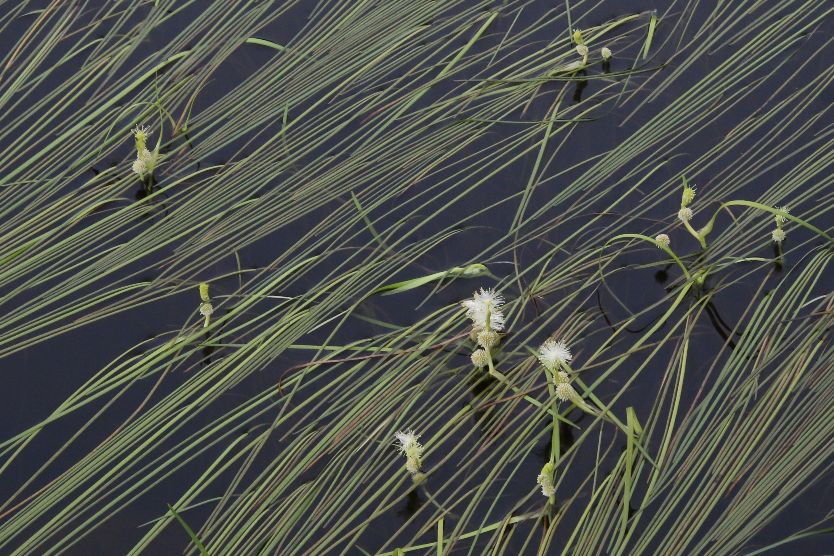 Sparganium angustifolium (door Willem Braam)