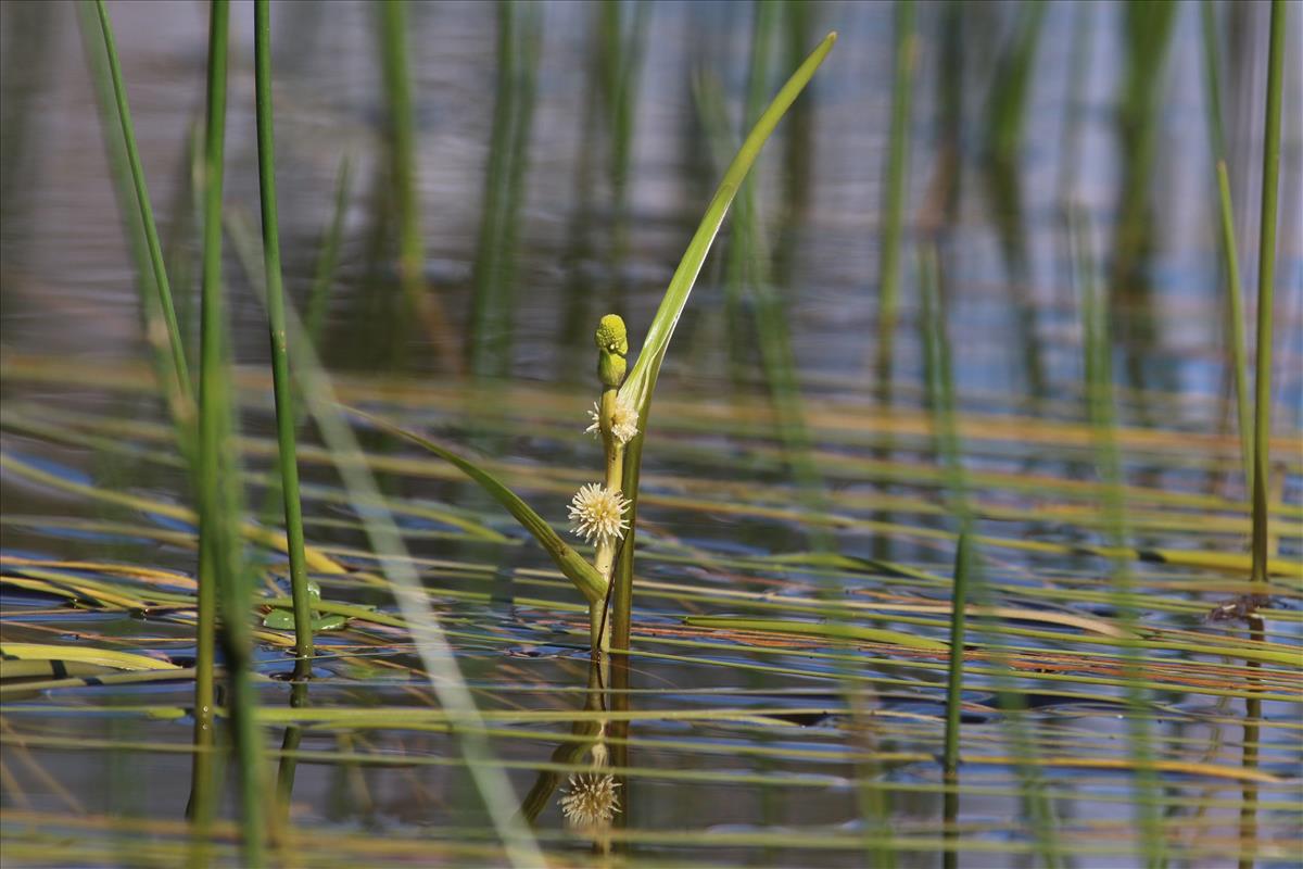 Sparganium angustifolium (door Willem Braam)