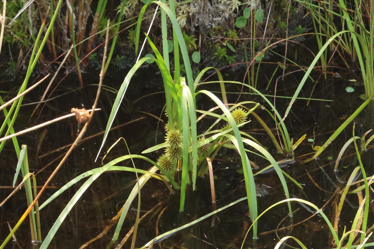 Sparganium angustifolium (door Willem Braam)
