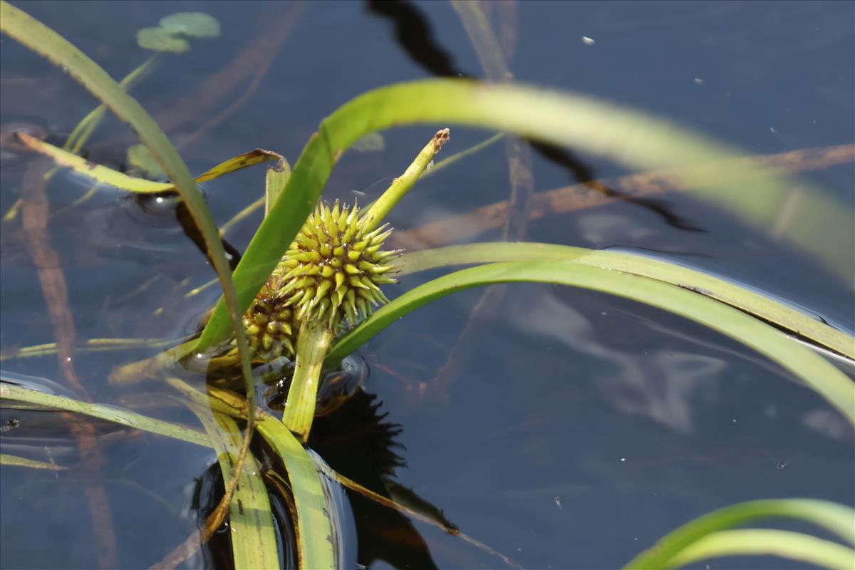 Sparganium angustifolium (door Willem Braam)