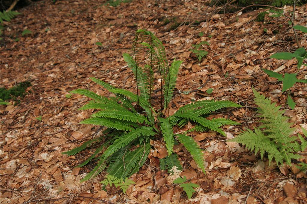 Struthiopteris spicant (door Willem Braam)