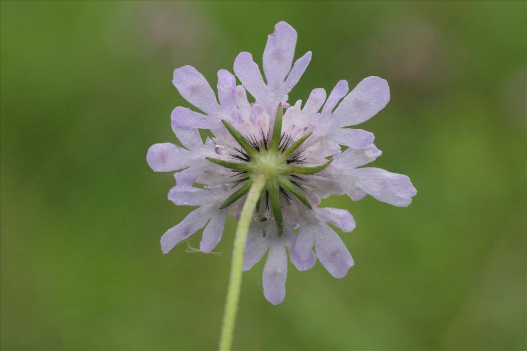 Scabiosa columbaria (door Willem Braam)