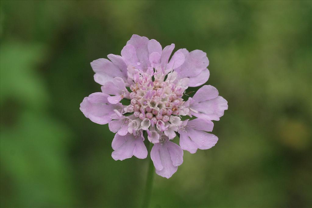 Scabiosa columbaria (door Willem Braam)