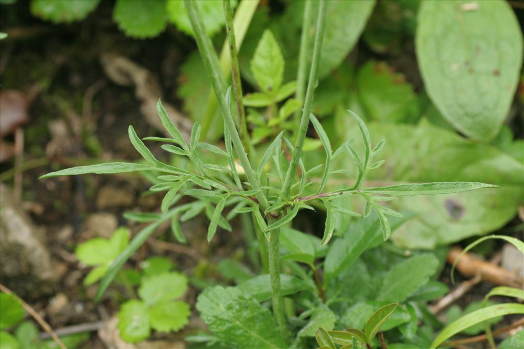 Scabiosa columbaria (door Willem Braam)