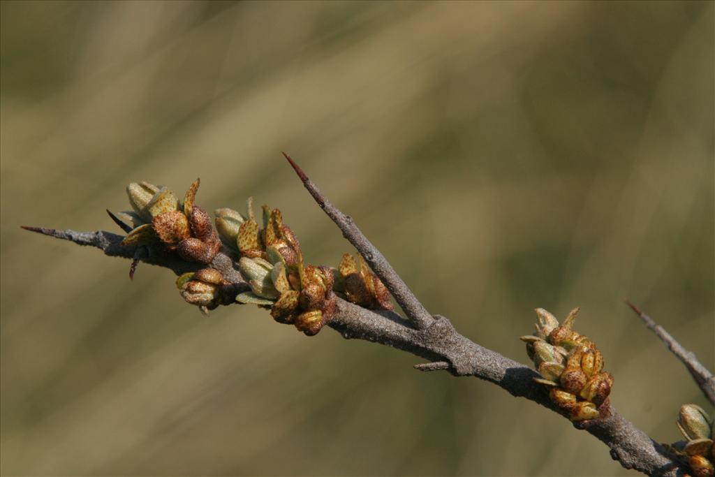 Hippophae rhamnoides (door Willem Braam)