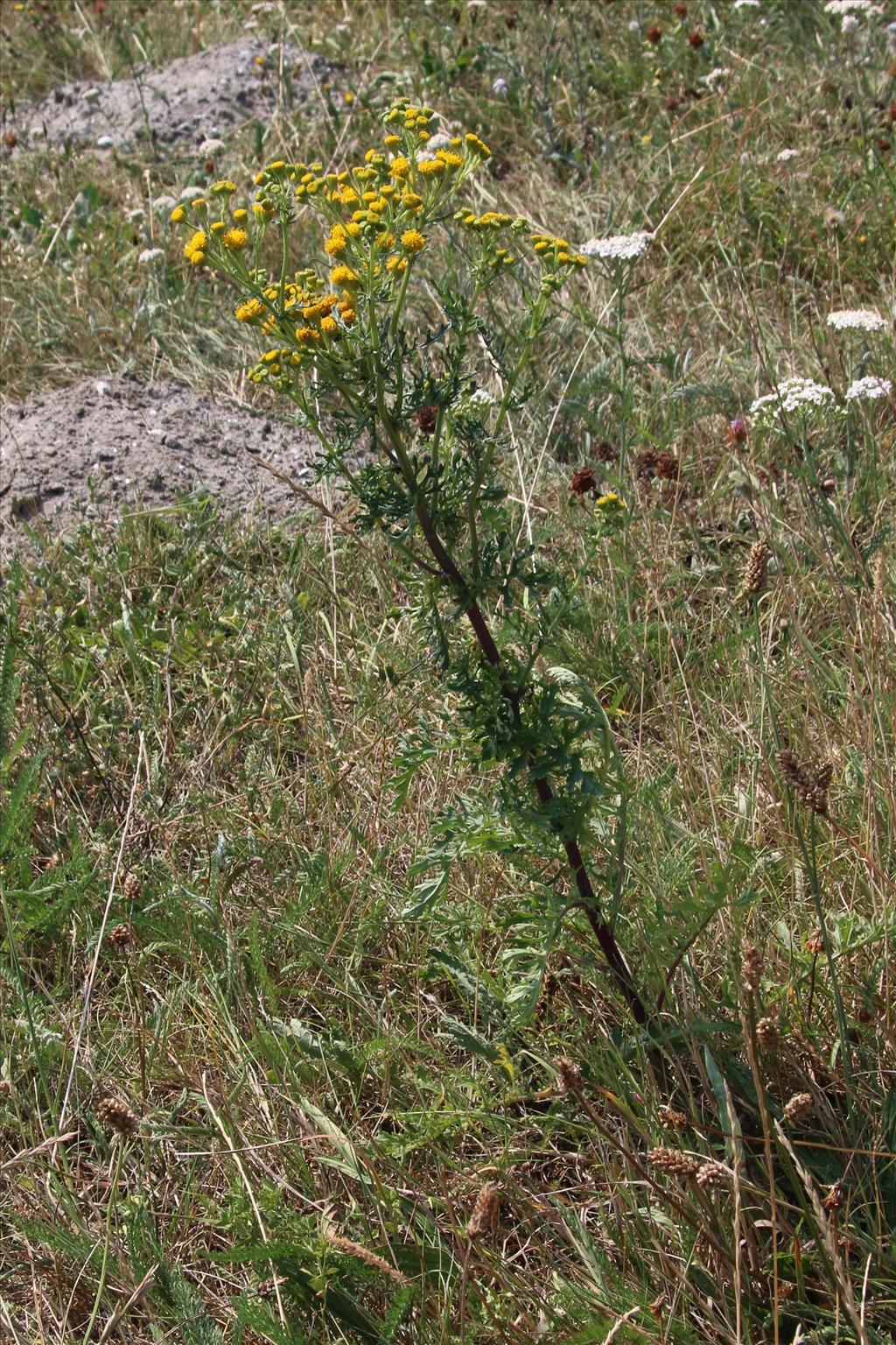 Jacobaea vulgaris subsp. dunensis (door Willem Braam)
